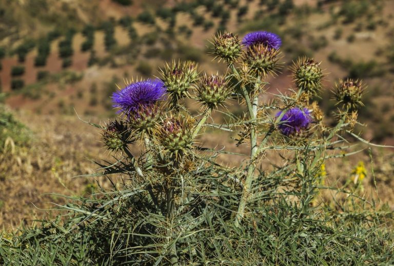 9 Types Of Stickers In Grass And How You Can Get Rid Of Them