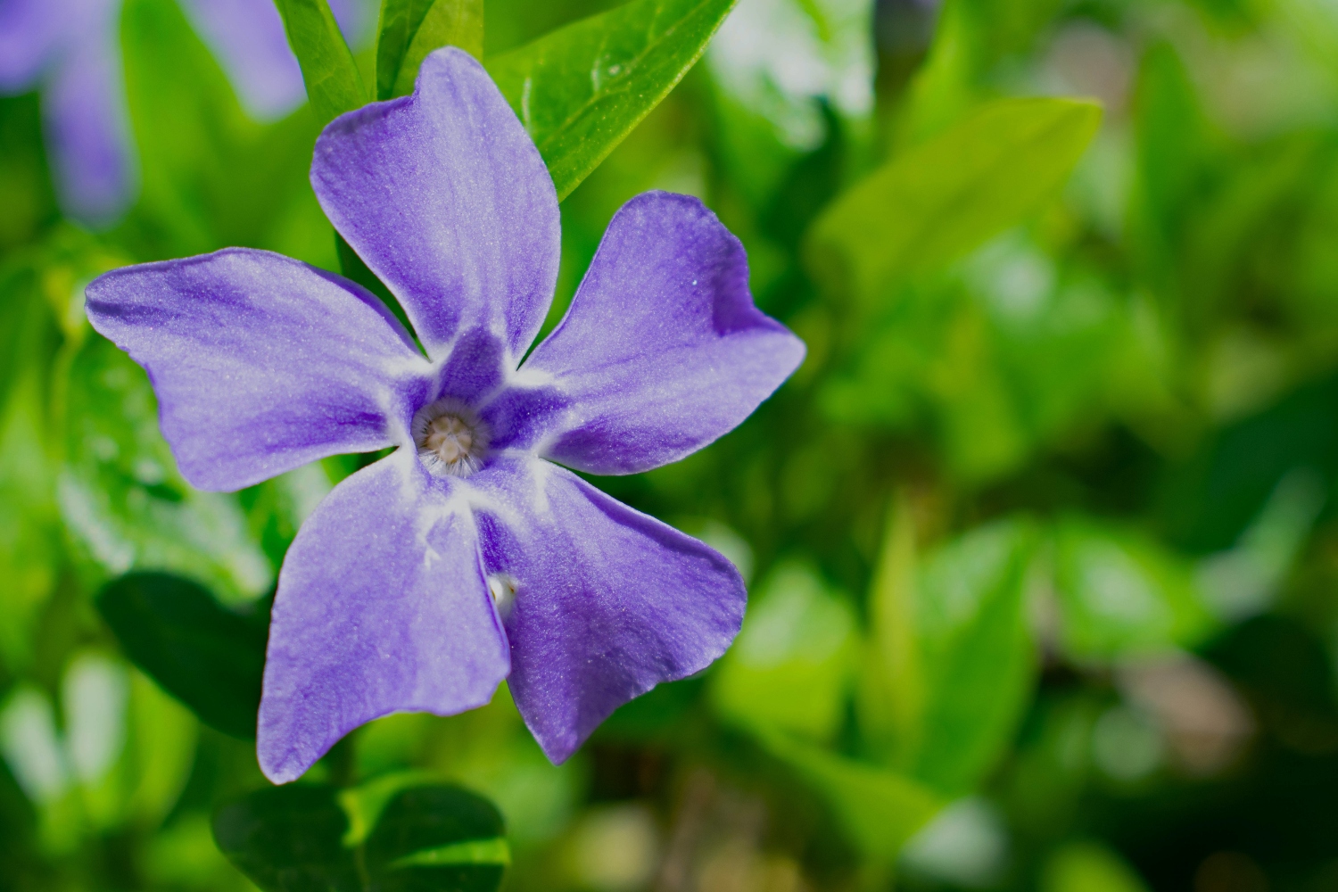 11 Afternoon Sun Plants For Your Garden