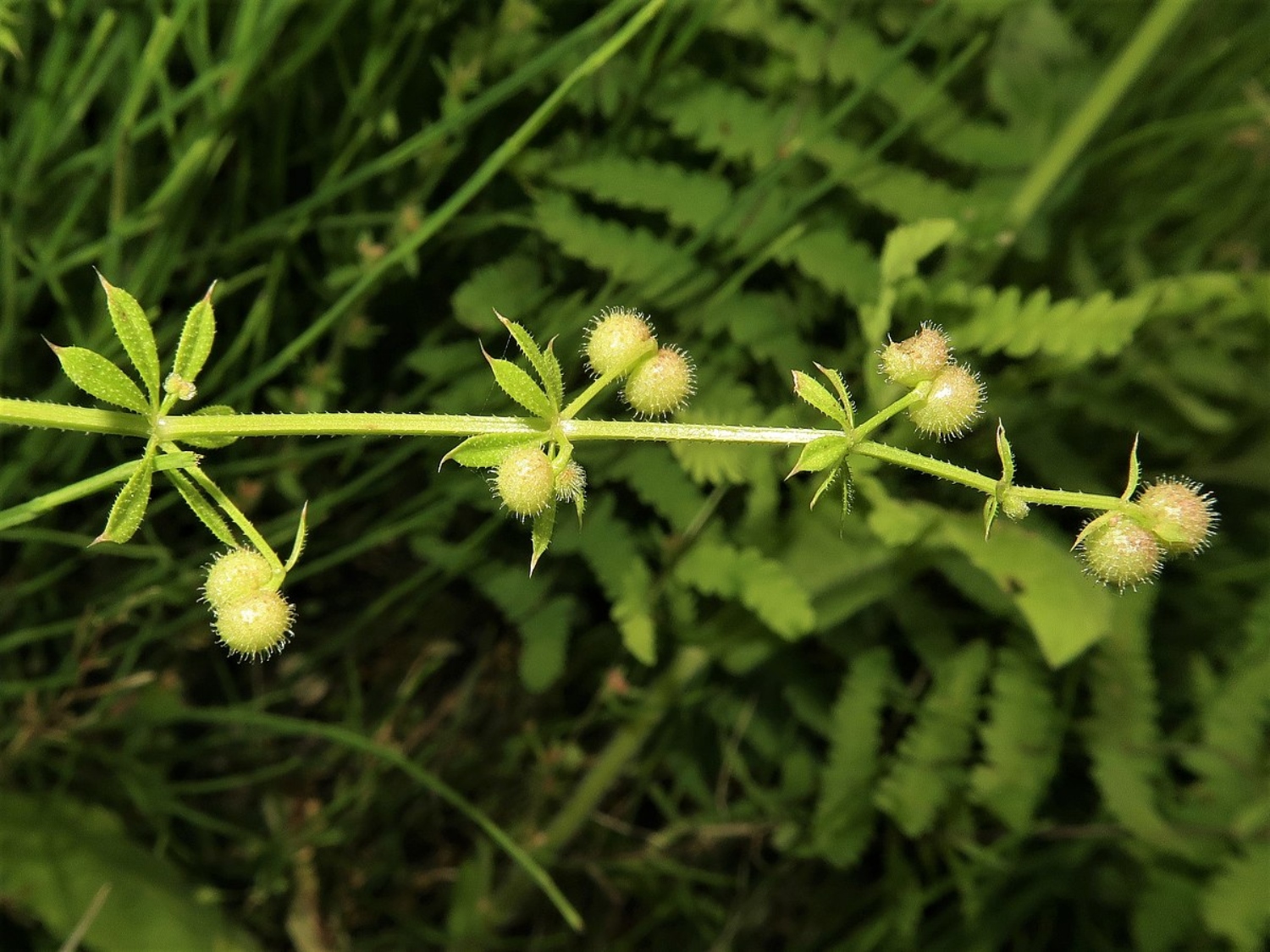 9-types-of-stickers-in-grass-and-how-you-can-get-rid-of-them