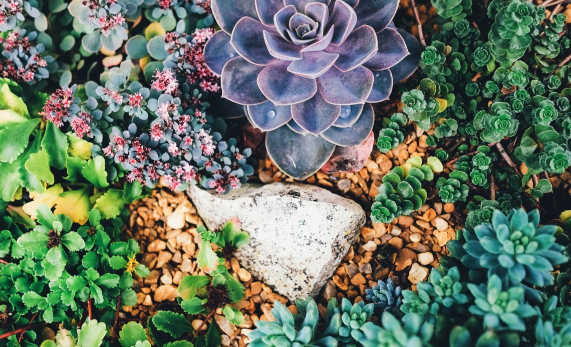 succulent-garden-ideas-for-small-spaces