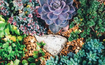 10 Succulent Garden Ideas For Small Spaces