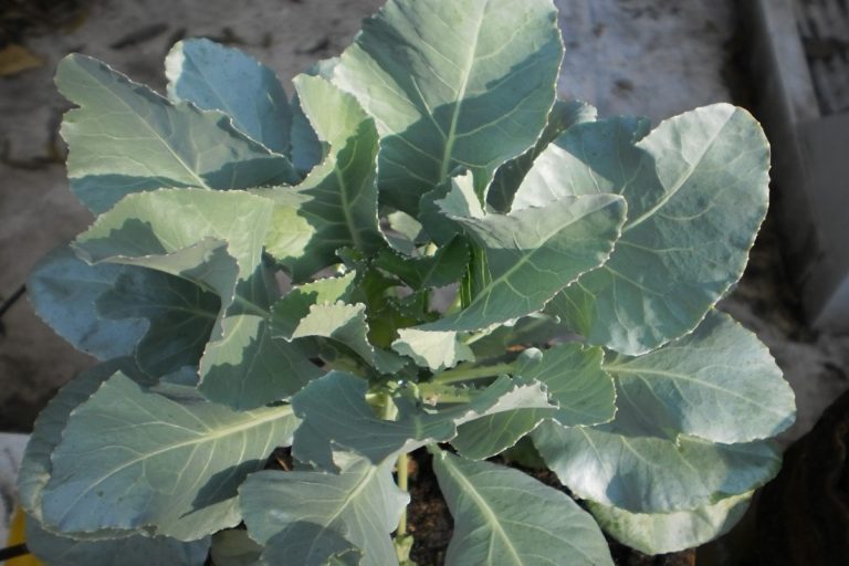 7 Cauliflower Growing Stages From Seed To Harvest