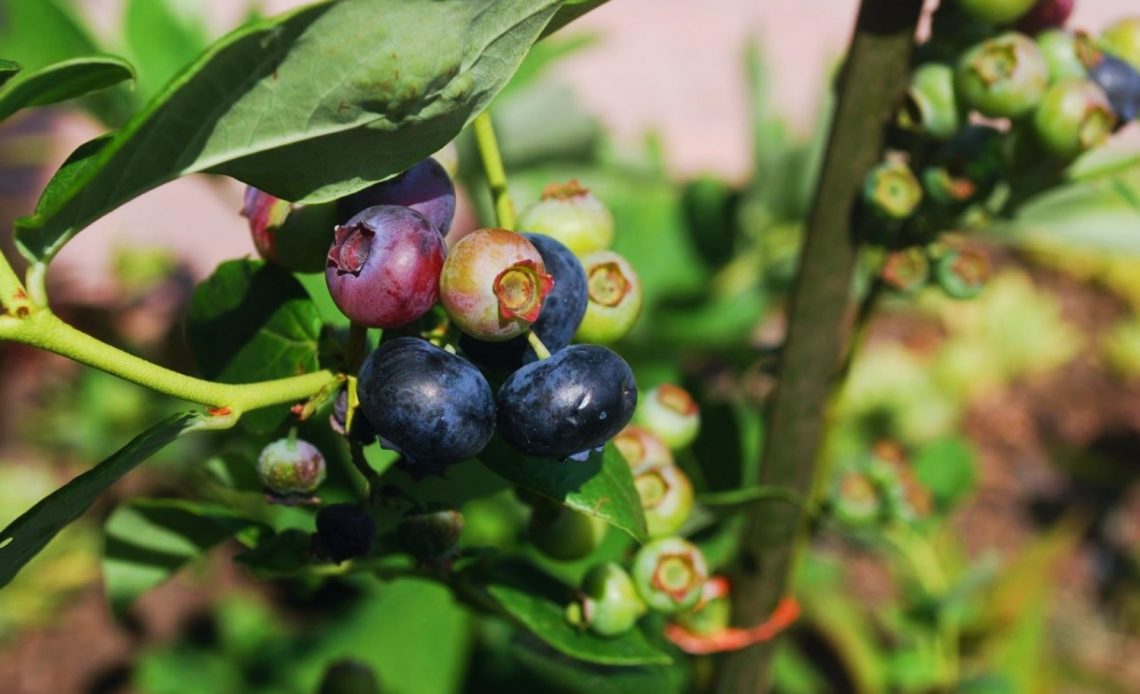 How To Use Peat Moss For Your Vegetable Garden