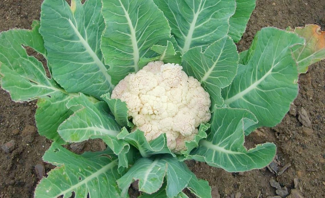 cauliflower-growing-stages