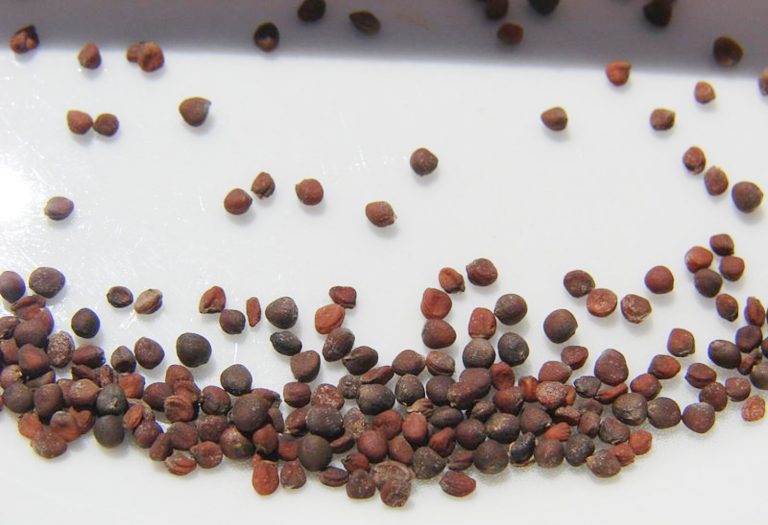 7 Cauliflower Growing Stages From Seed To Harvest