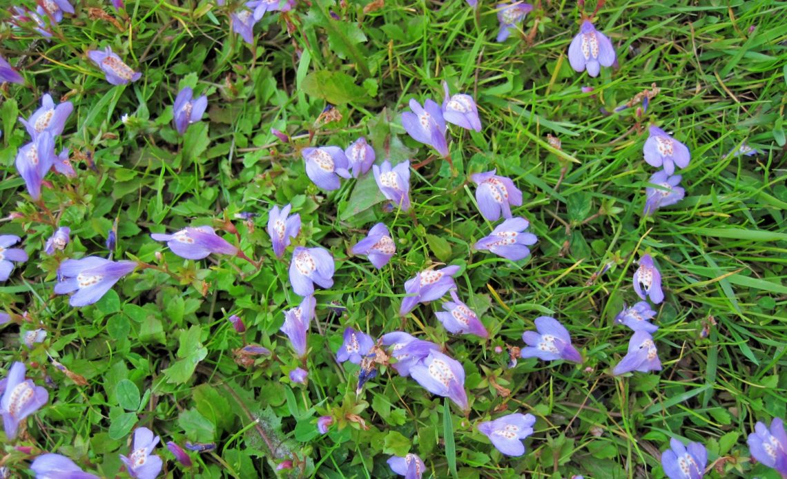 9 Ground Cover Plants To Grow Between Pavers