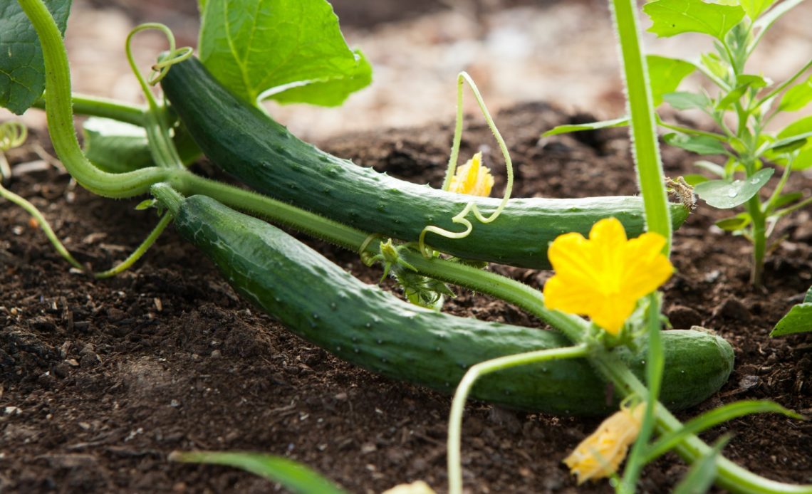 cucumber-plant-stages