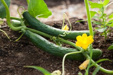 7 Cucumber Plant Stages From Seeds To Harvest