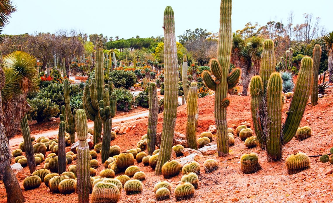 inexpensive-desert-landscaping-ideas