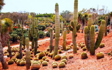 20 Inexpensive Desert Landscaping Ideas