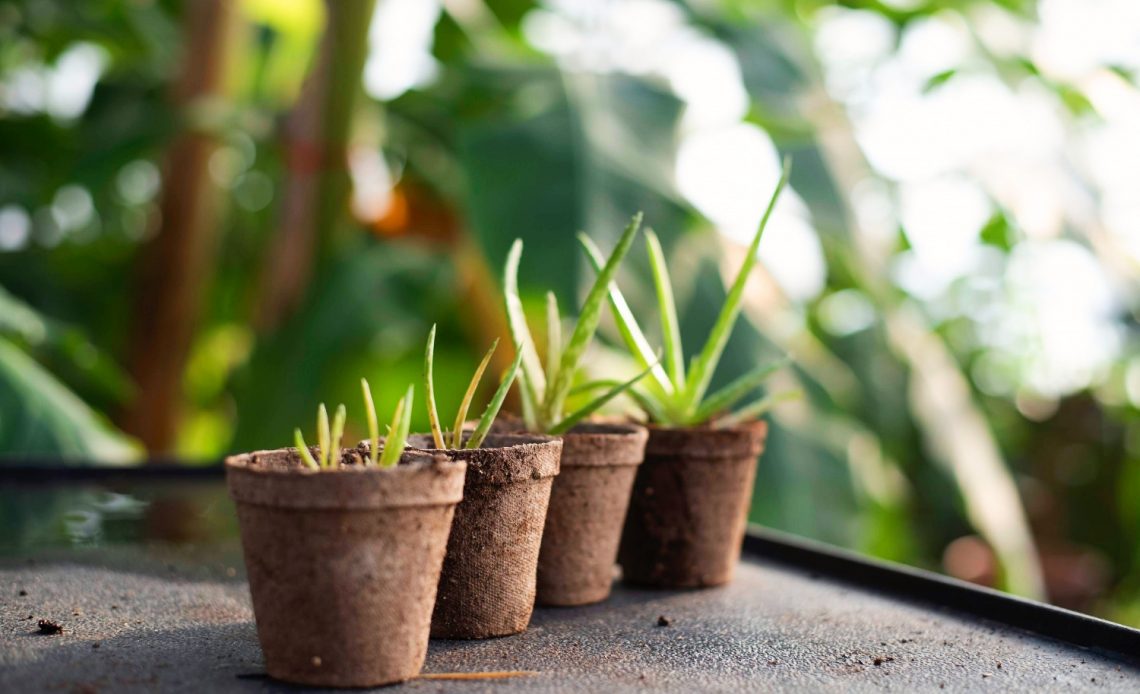 peat-pots