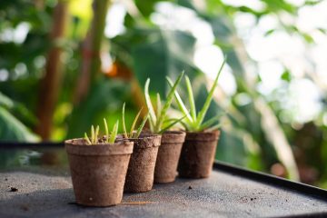 The Ultimate Guide To Planting In Peat Pots