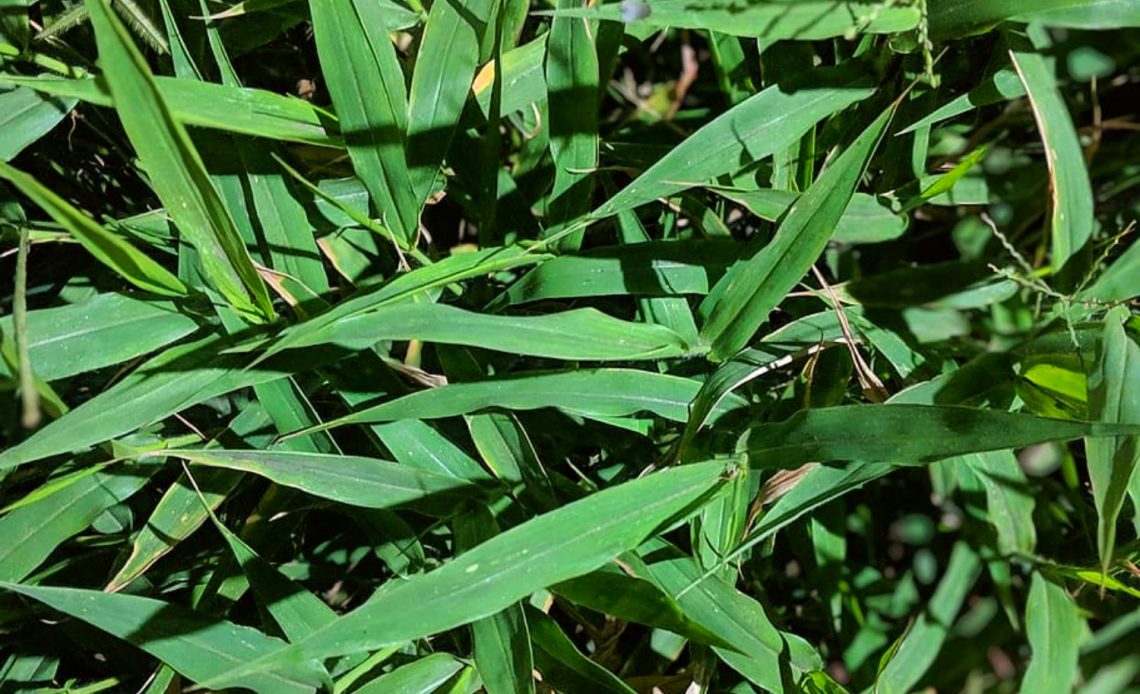 poa-annua-vs-crabgrass