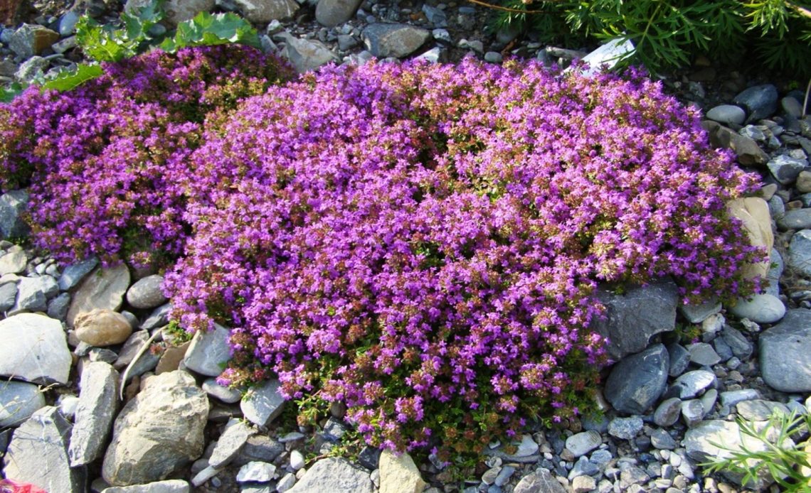 red-creeping-thyme-in-texas