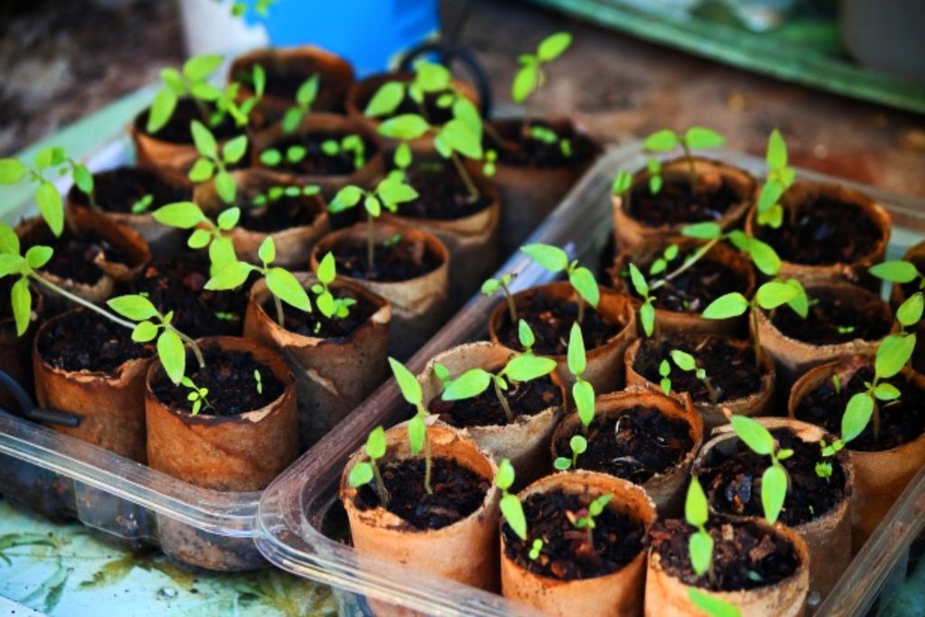 All You Need To Know About Potting With Peat – Plants for All