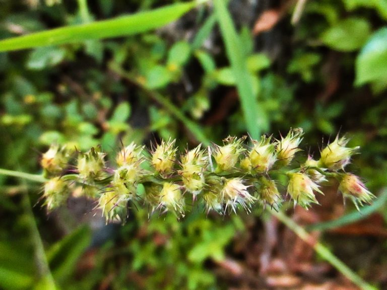 7 Types Of Burrs And How To Remove Them From Your Lawn