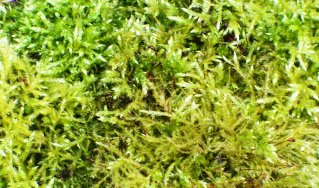 SPHAGNUM MOSS vs PEAT MOSS? Grow Your Rare Houseplants Correctly