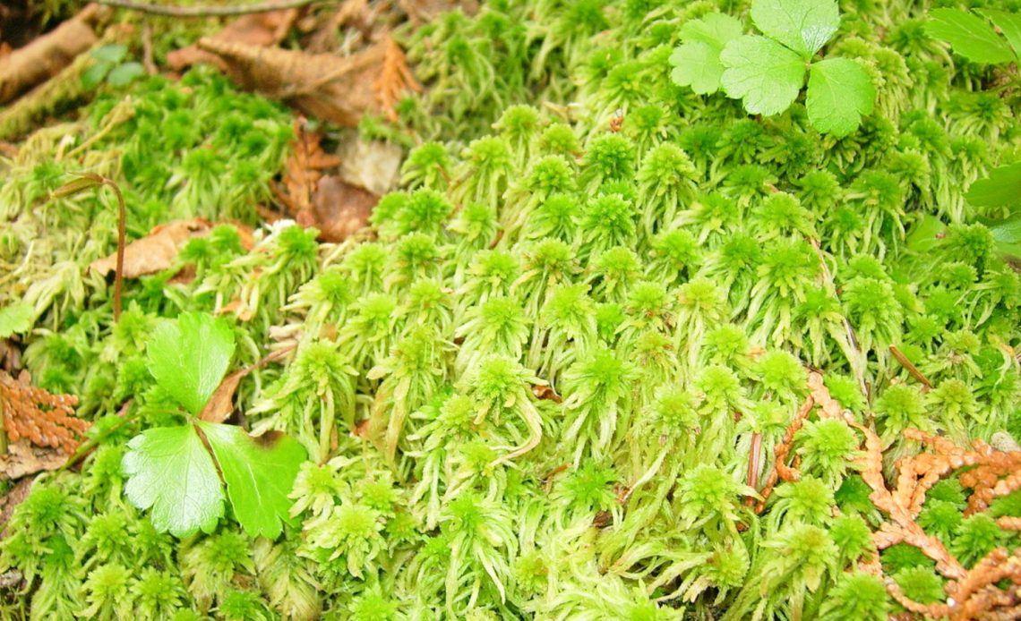 sphagnum-moss-vs-peat-moss