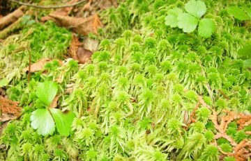 Sphagnum Moss Vs. Peat Moss: What’s The Difference?