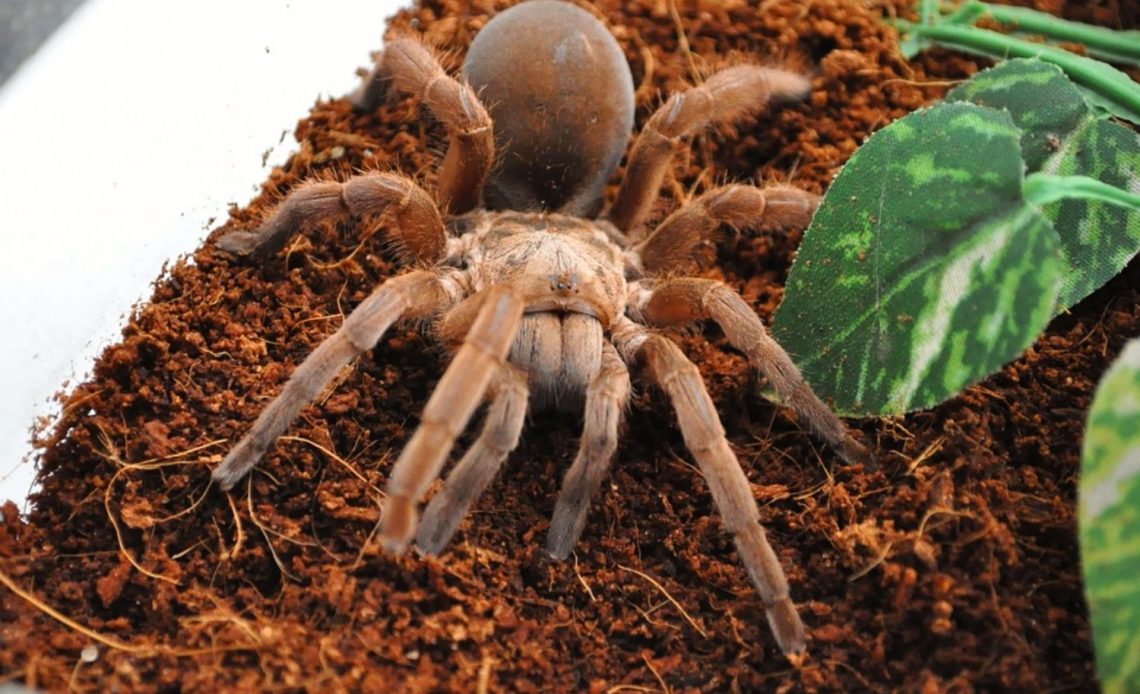 How To Identify And Remove Spider Eggs In Plant Soil