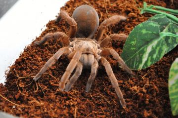 How To Identify And Remove Spider Eggs In Plant Soil