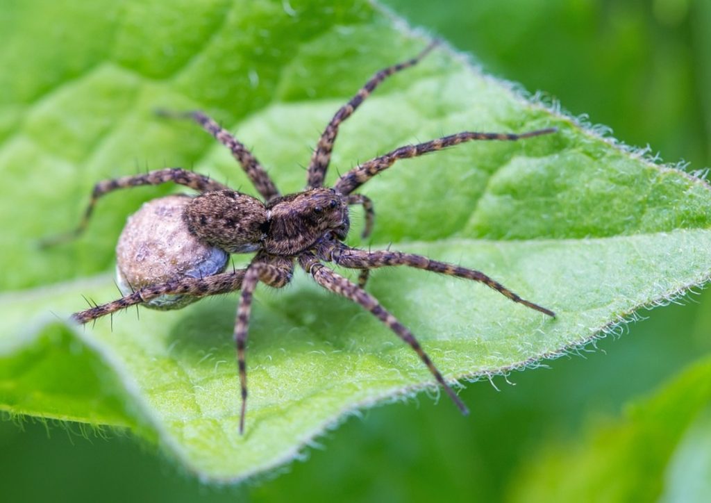 Паук с яйцом. Яйца паука. Паук с яйцом на спине. Яйца паука фото. Spider Egg.