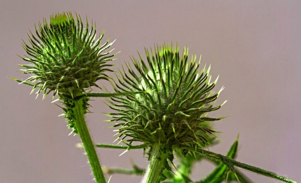 7 Types Of Burrs And How To Remove Them From Your Lawn