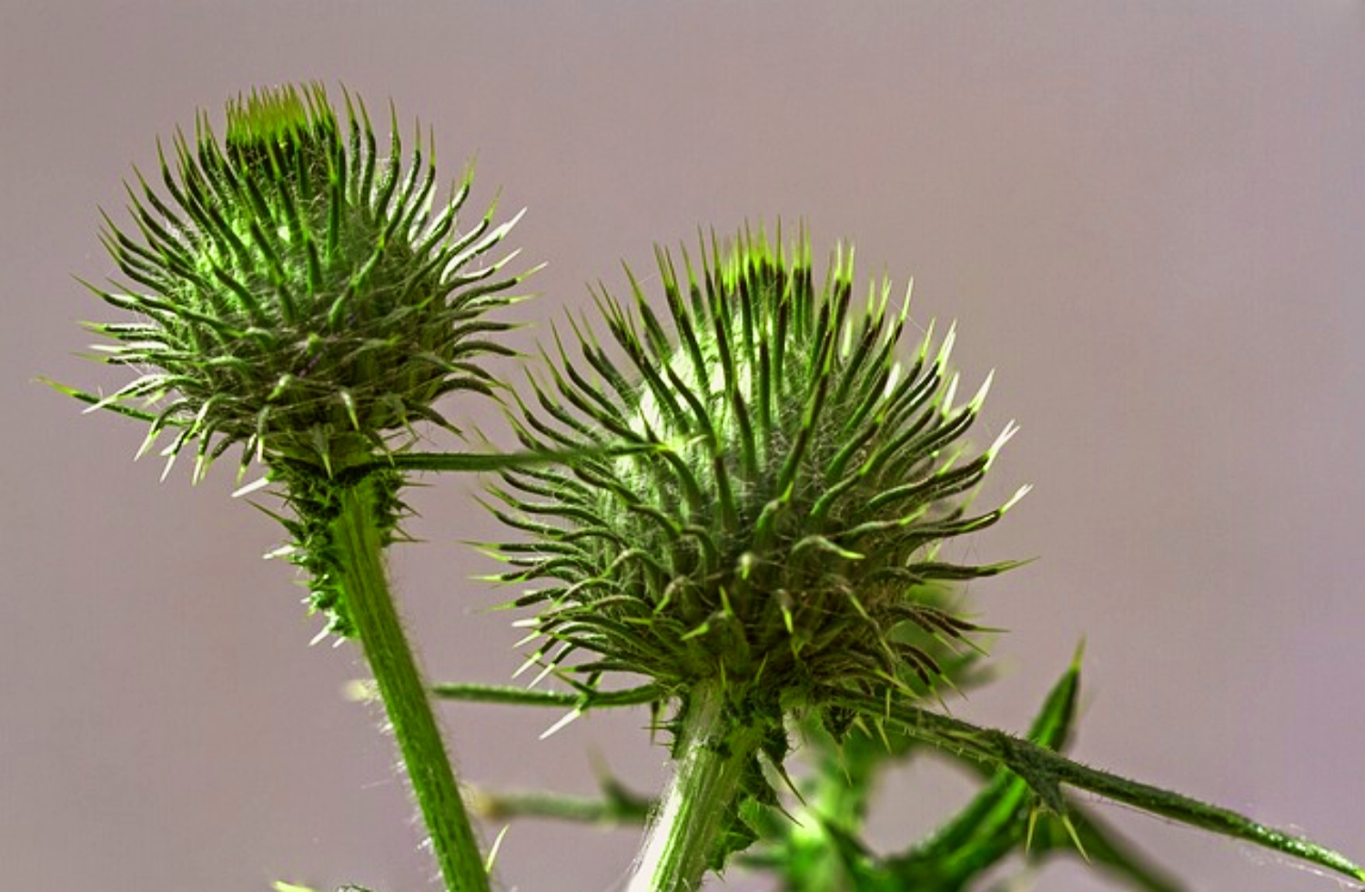 Easy Way To Remove Burrs From Clothing