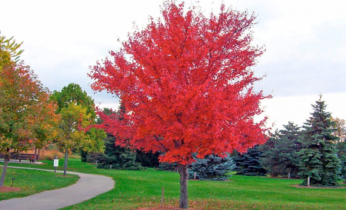 autumn-blaze-maple-pros-and-cons