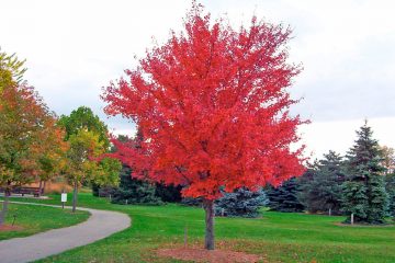 10 Autumn Blaze Maple Pros And Cons