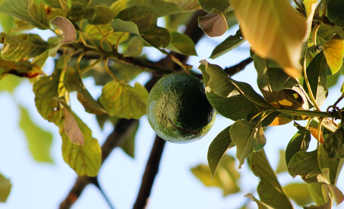 avocado-seed-growing-stages