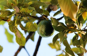7 Avocado Seed Growing Stages From Seed To Fruit