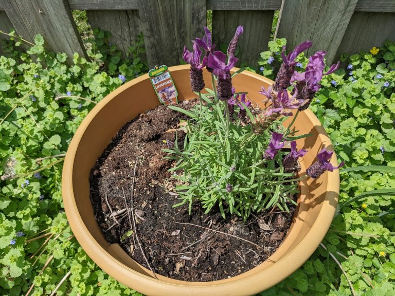 Lavender Turning Brown? 7 Reasons And Solutions To Save Your Plant