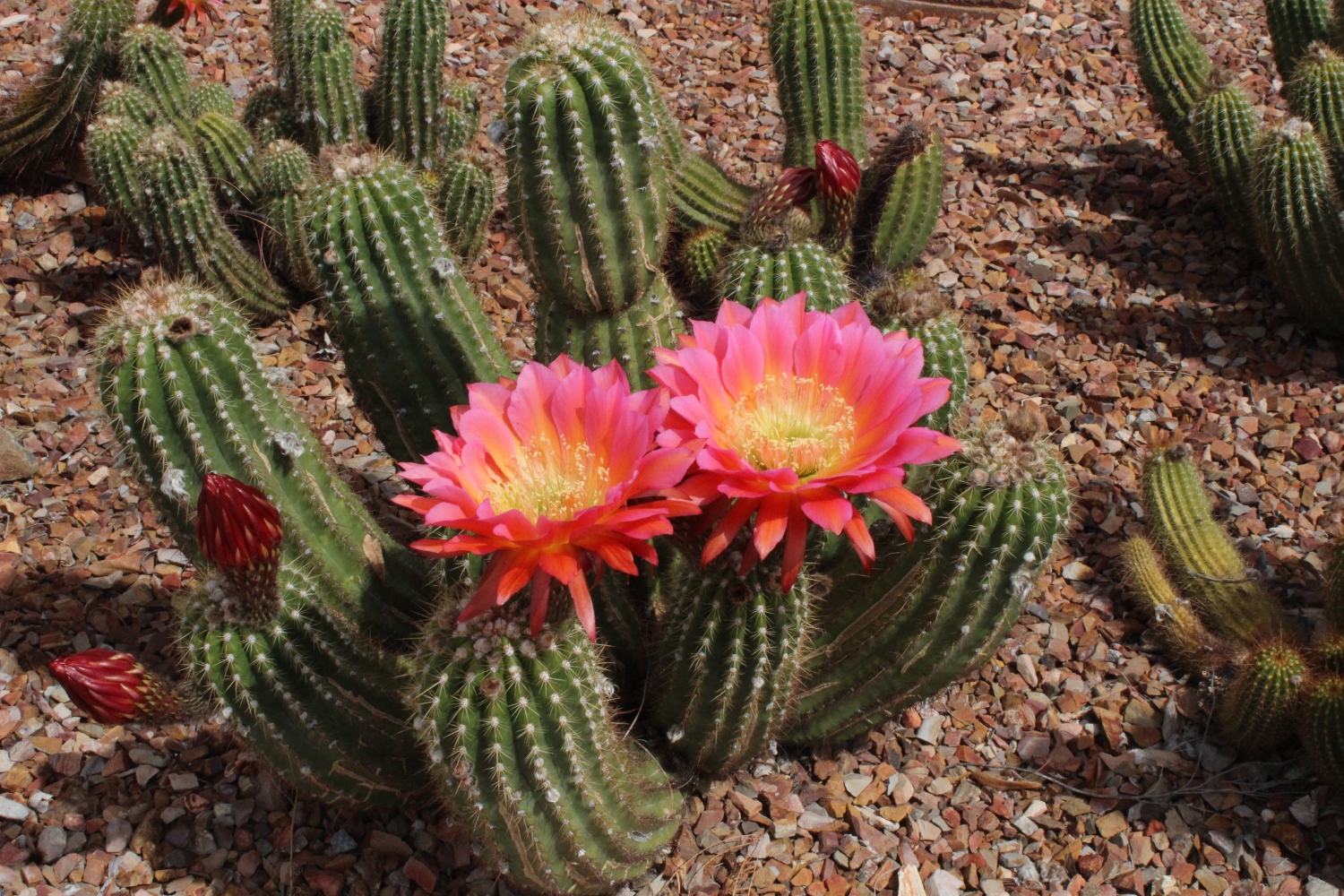 Why Is Your Cactus Turning White?