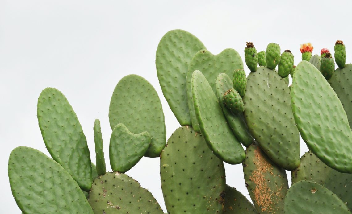 cactus-turning-white