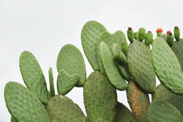 Why Is Your Cactus Turning White?