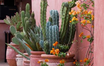 15 Fastest-Growing Cactus Species For Your Garden