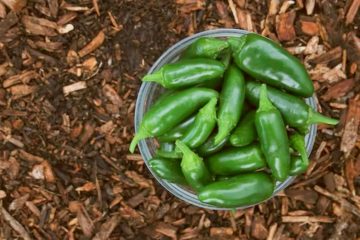 8 Jalapeno Plant Stages From Seeds To Harvest