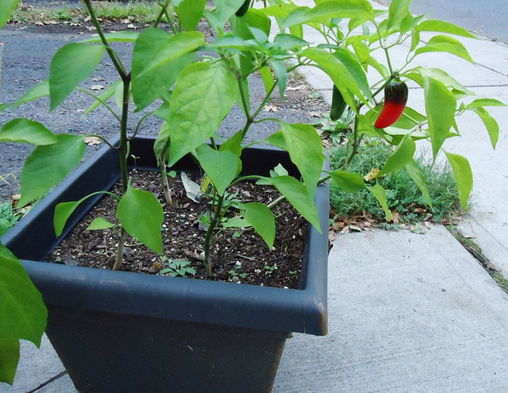 8 Jalapeno Plant Stages From Seeds To Harvest