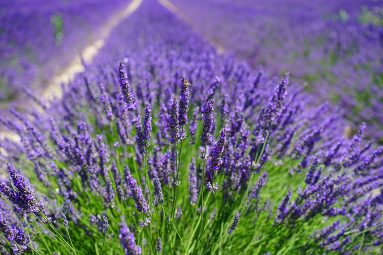 Lavender Turning Brown? 7 Reasons And Solutions To Save Your Plant