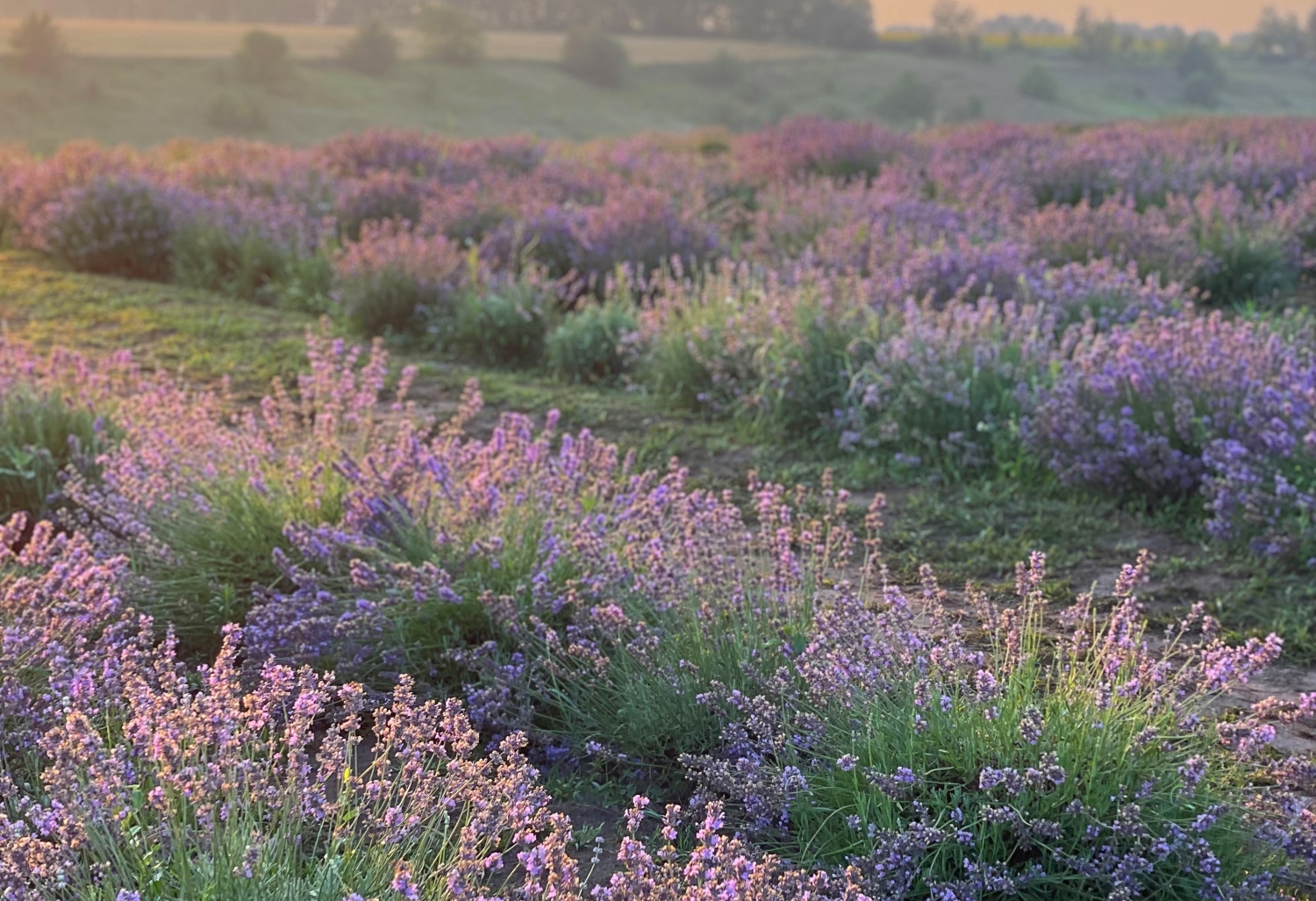 Lavender Turning Brown? 7 Reasons And Solutions To Save Your Plant