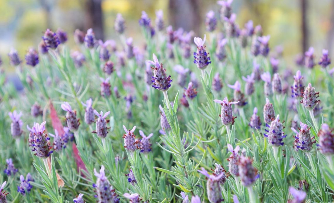 lavender-turning-brown