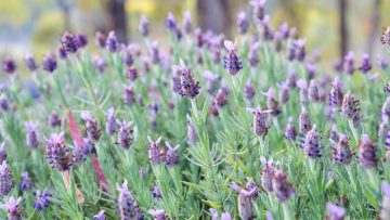 Lavender Turning Brown? 7 Reasons And Solutions To Save Your Plant
