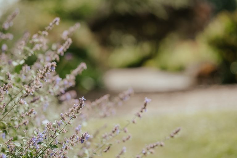 Lavender Turning Brown? 7 Reasons And Solutions To Save Your Plant