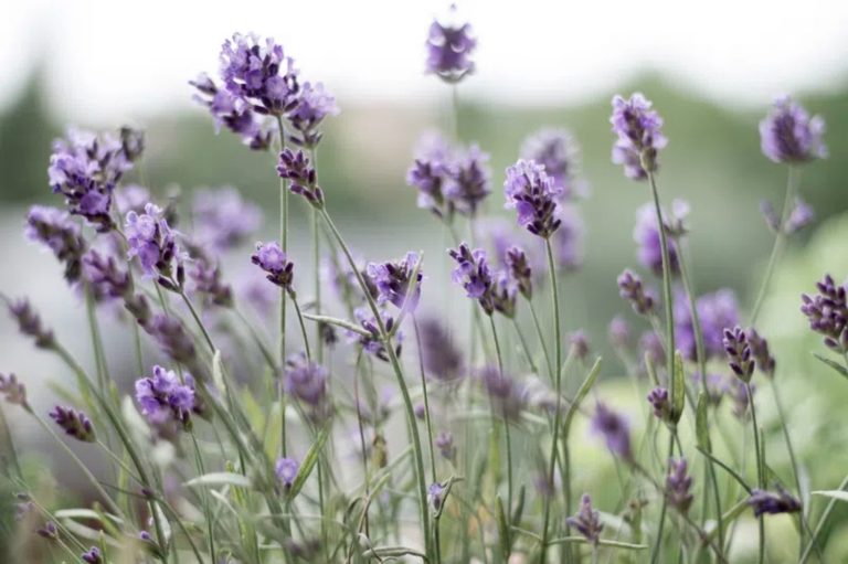 Lavender Turning Brown? 7 Reasons And Solutions To Save Your Plant