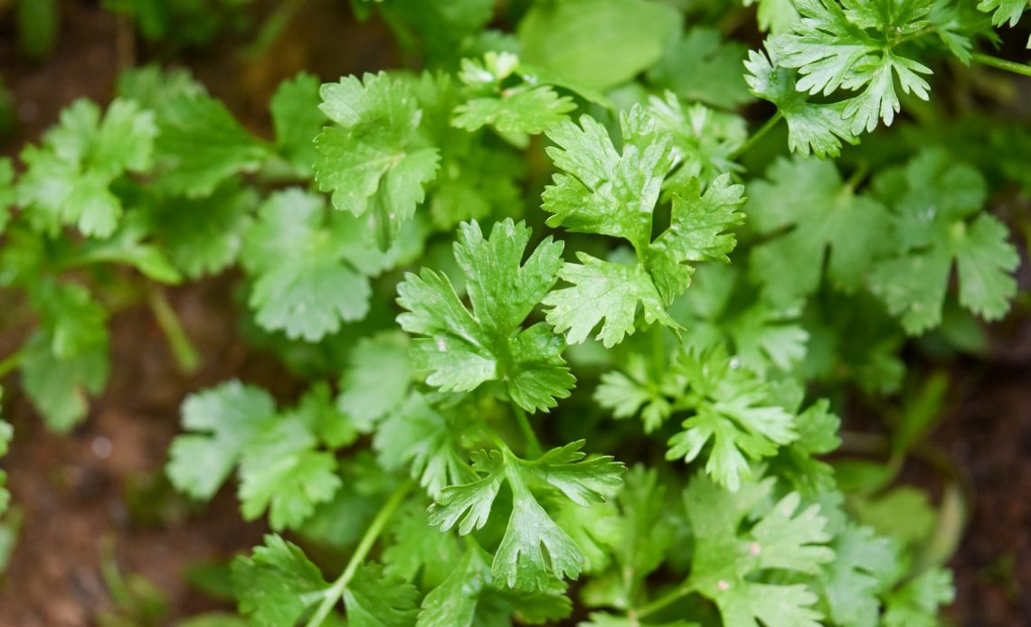 parsley-companion-plants