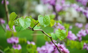 8 Plants With Heart-Shaped Leaves For Your Garden