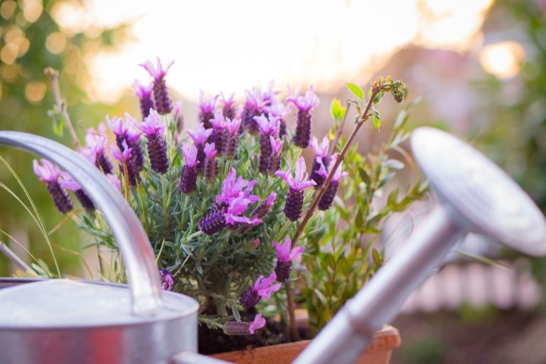 Lavender Turning Brown? 7 Reasons And Solutions To Save Your Plant