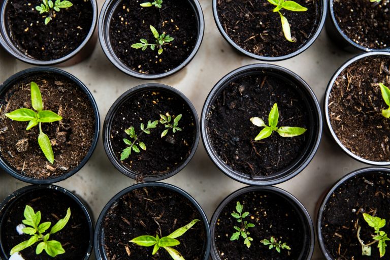 what-is-16-16-16-fertilizer-and-when-should-you-use-it