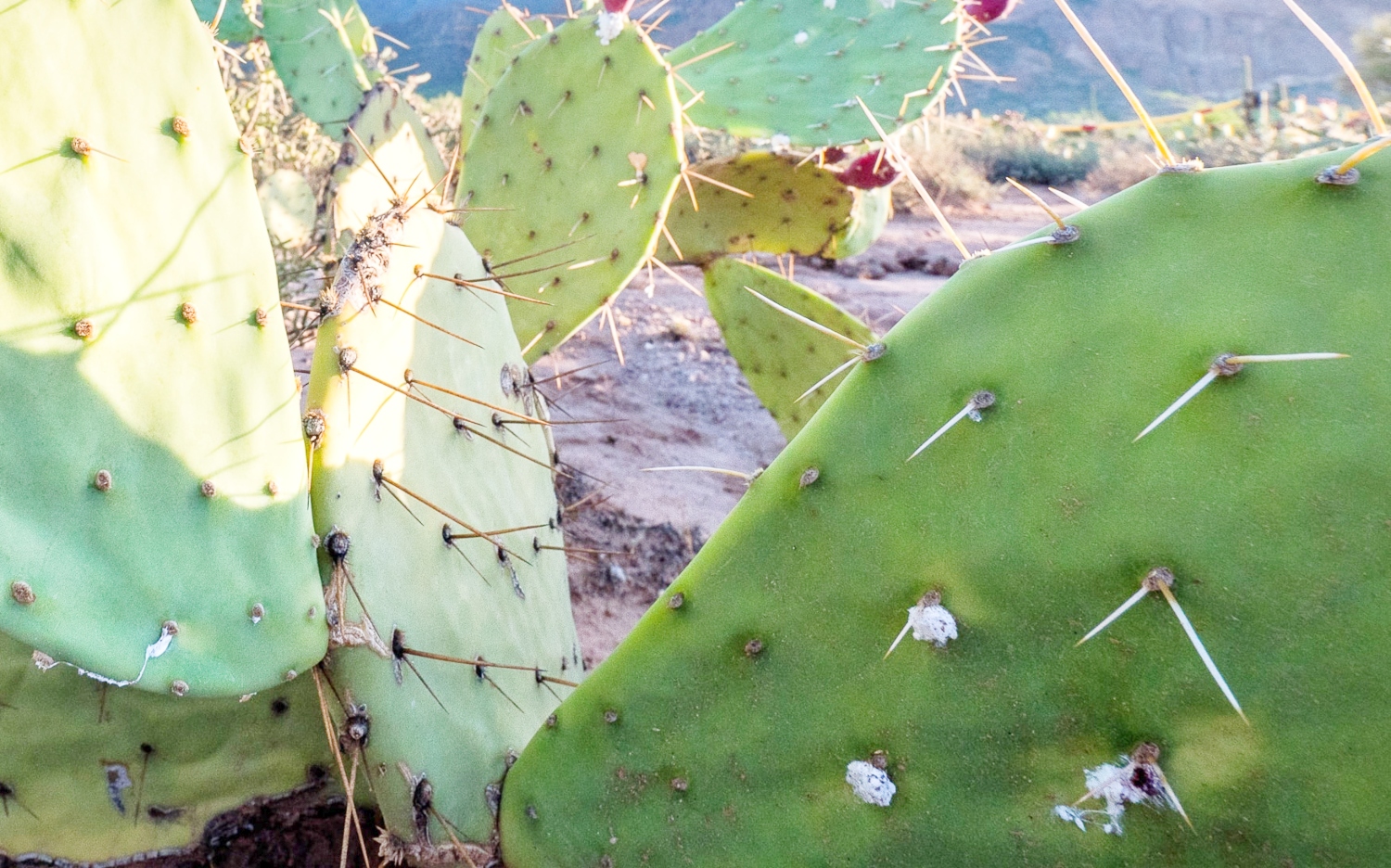 Why Is Your Cactus Turning White?